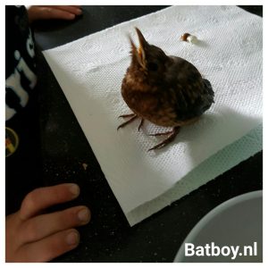 vogeltje, voeren, baby vogeltje gevonden, beschuit, ei, eiwitten, batboy, veel poep