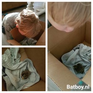 vogeltje gevonden, mamablog, batboy