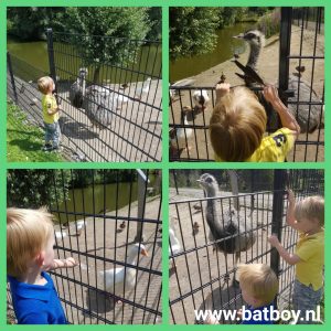 emoe, batboy, weusthag, hengelo, kinderboerderij, weusthagpark, kinderboerderij weusthag