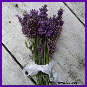 lavendel