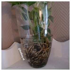 anthurium, plant, kamerplant, batboy, verzorging, groene vingers, hydroponie