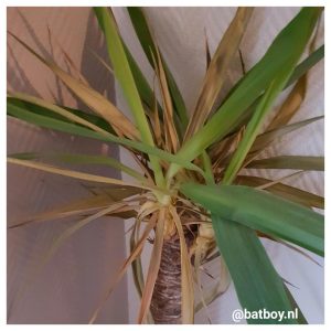 yucca, plant, makkelijke plant, batboy, water geven, groen, groene vingers, kamerplant