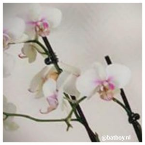 orchidee, batboy, plant, water geven