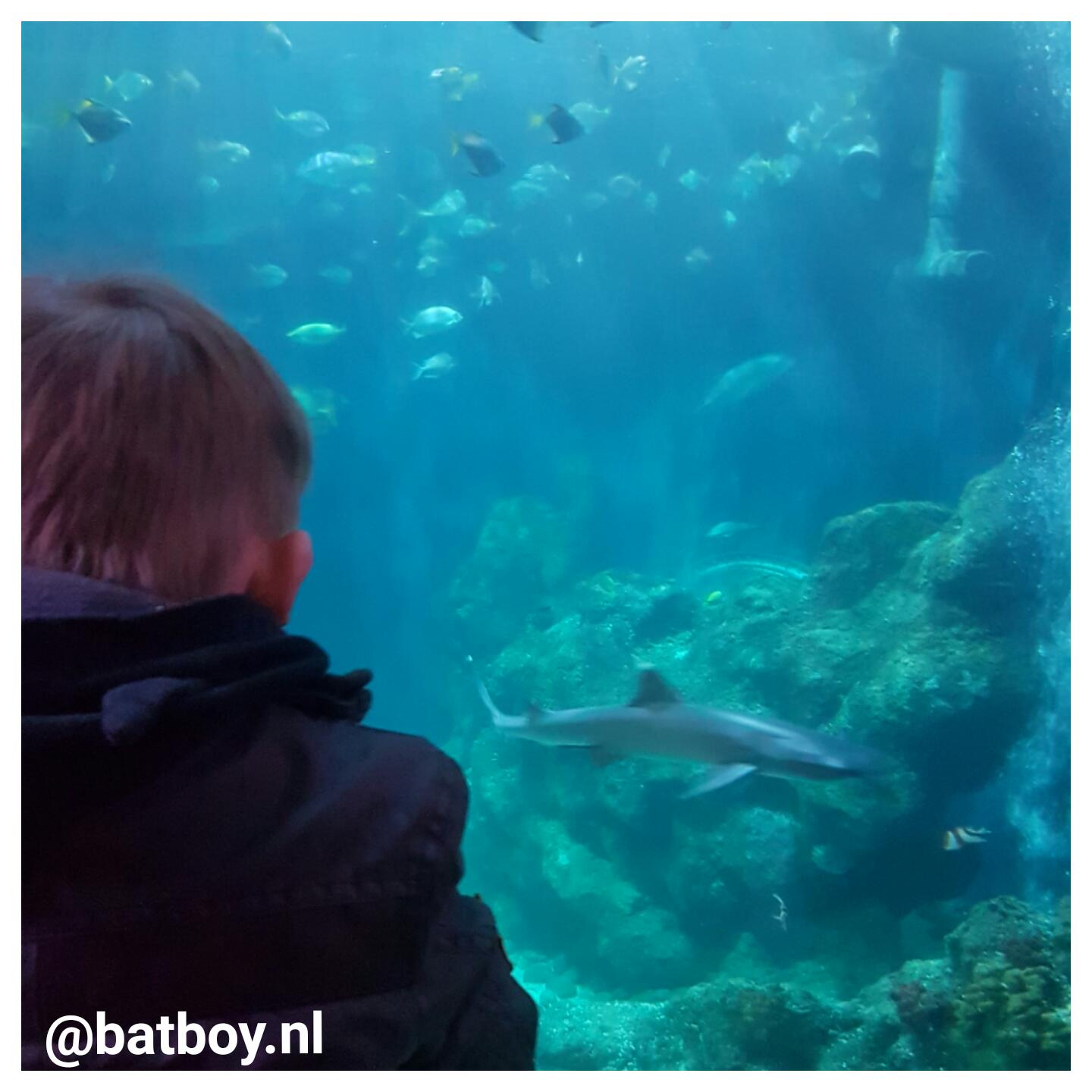 schildpad, sea life, sea life oberhausen, batboy, kinderen