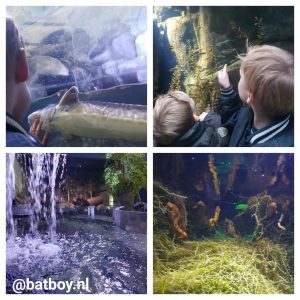 vissen, batboy, oberhausen, sea life, sea life oberhausen