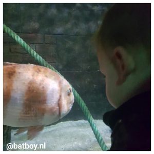 vissen, batboy, sea life, sea life oberhausen, oberhausen, kinderen