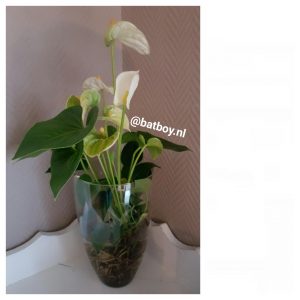 anthurium, kamerplant, batboy, groene vingers, anthurium verzorging