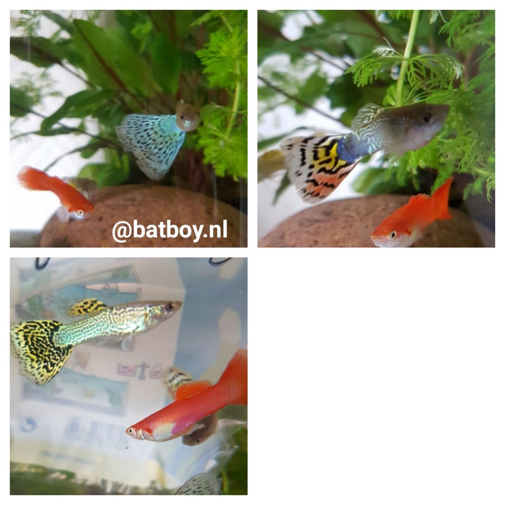 Guppy