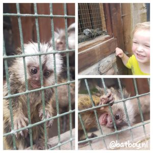 exotische dieren, kabouterland, batboy