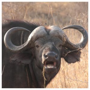 buffel, batboy, jongens, het geslachtsdeel van jongens