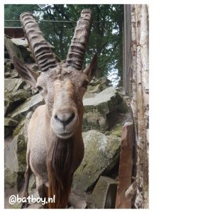 tierpark nordhorn, batboy