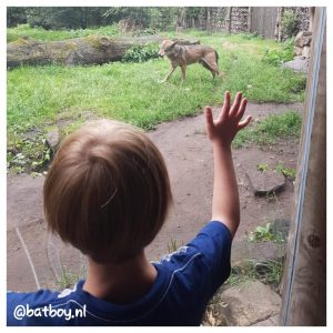 tierpark nordhorn, batboy