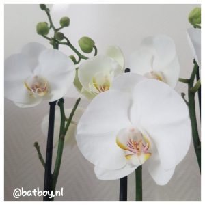 white world orchidee, mamablog, batboy, het beste van de kweker, een orchidee van het beste van de kweker