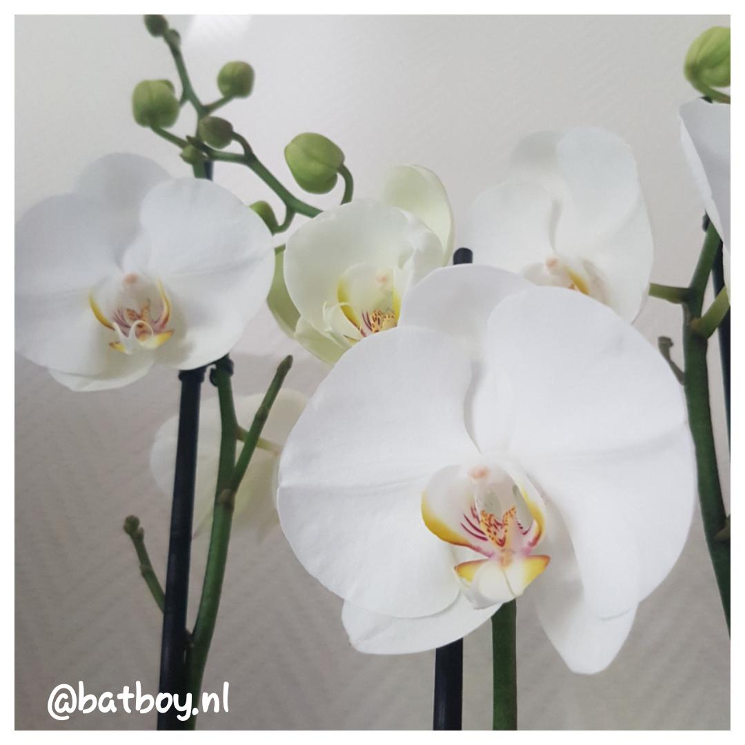 white world orchidee, mamablog, batboy, het beste van de kweker