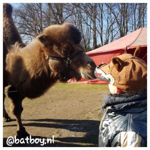 naar het circus, mamablog, batboy