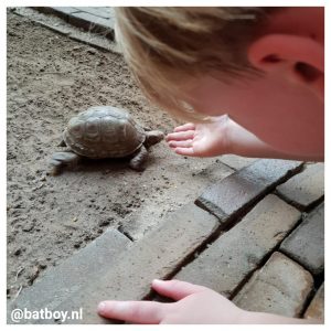 de vlindertuin, de vlindertuin emsflower, mamablog, batboy