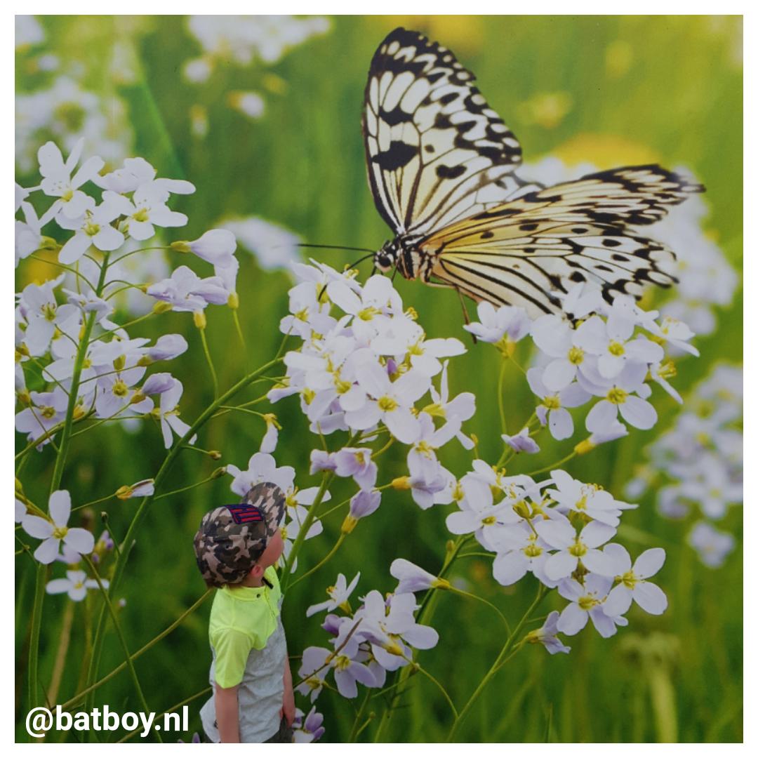 batboy, mamablog, emsflower, vlindertuin emsburen