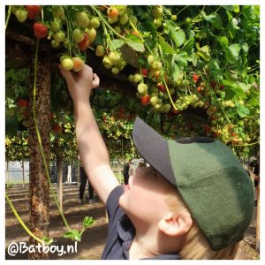 manderveen, fruit, fruit plukken, manderveense