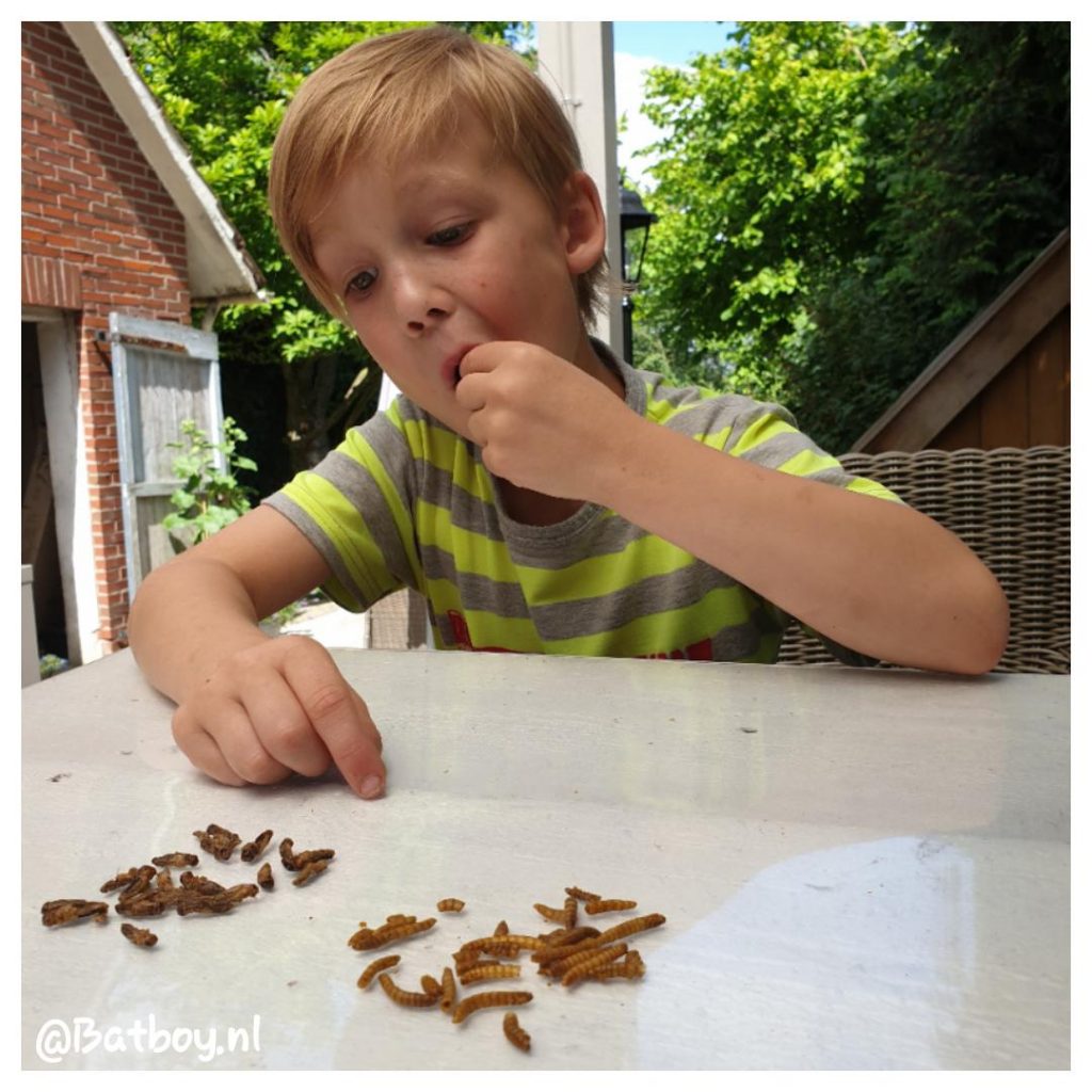 Insecten eten is gezond, maar is het ook lekker? Batboy Insecten eten is gezond, maar is het ook lekker? Batboy