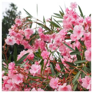 nerium oleander