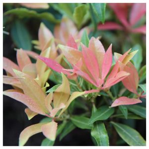 pieris japonica, bloemen en planten