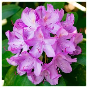 rododendron