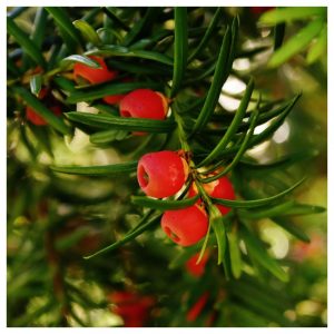 taxus