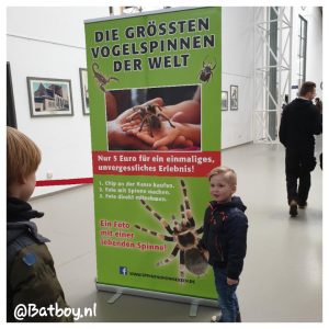 vogelspinnen, spin