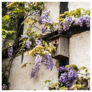 pergola, blauwe regen