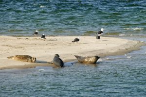 weekend, ameland, waddeneiland