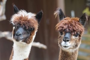 leoleo het alpacafeest, alpaca