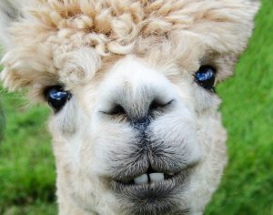 leoleo, alpaca's