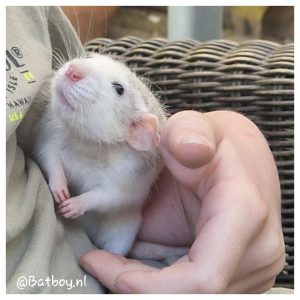 ratten, tamme ratjes