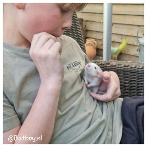 ratjes, tamme ratten