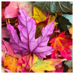 herfstknutsels voor kinderen