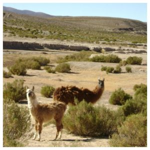 vakantiebestemming Argentinië